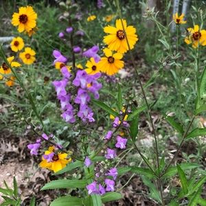 Meet your Posher, Valerie